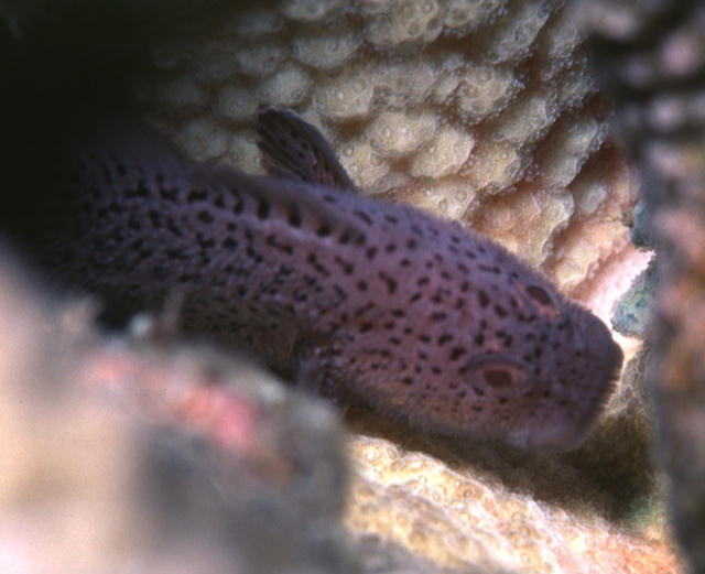 Caracanthus maculatus